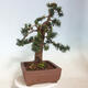 Vonkajší bonsai - Taxus cuspidata - Tis japonský - 2/6