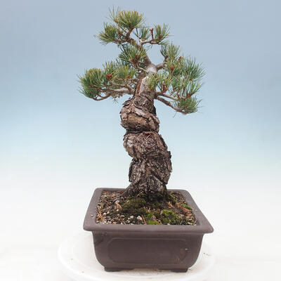 Vonkajší bonsai - Pinus parviflora - borovica drobnokvetá - 2