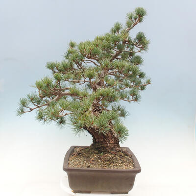 Vonkajší bonsai - Pinus parviflora - borovica drobnokvetá - 2