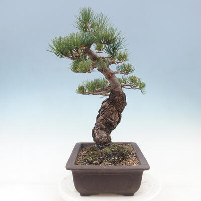 Vonkajší bonsai - Pinus parviflora - borovica drobnokvetá - 2