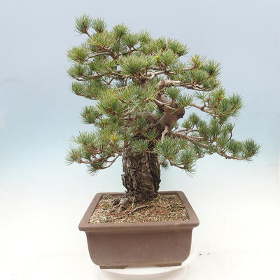 Vonkajší bonsai - Pinus parviflora - borovica drobnokvetá - 2