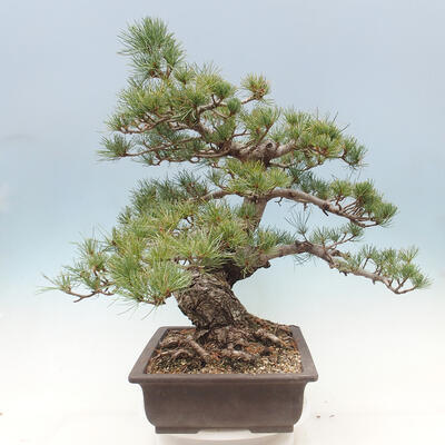 Vonkajší bonsai - Pinus parviflora - borovica drobnokvetá - 2