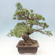 Vonkajší bonsai - Pinus parviflora - borovica drobnokvetá - 2/5