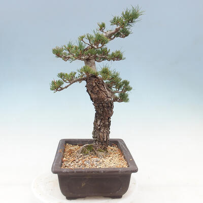 Vonkajší bonsai - Pinus parviflora - borovica drobnokvetá - 2