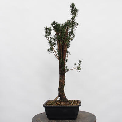 Vonkajší bonsai - Taxus cuspidata - Tis japonský - 2