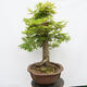 Vonkajší bonsai - Javor dlanitolistý - Acer palmatum - LEN PALETOVÁ PREPRAVA - 2/5