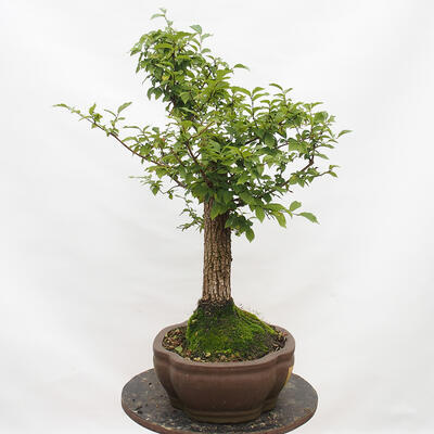 Vonkajší bonsai-Ulmus Glabra-Jílm tuhý - 2