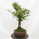 Vonkajší bonsai-Ulmus Glabra-Jílm tuhý - 2/5