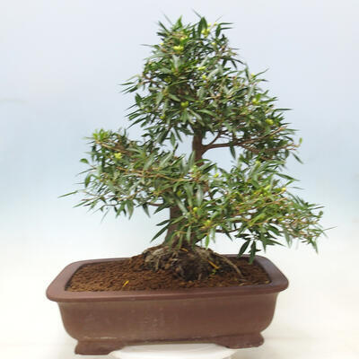 Izbová bonsai - Ficus nerifolia - malolistý fikus - 2