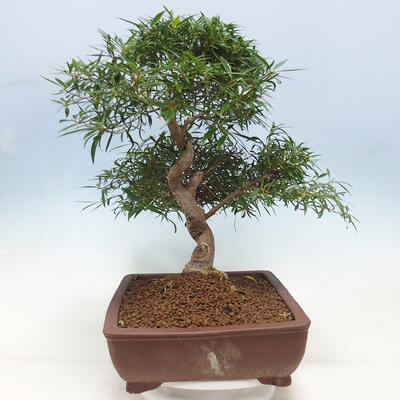 Izbová bonsai - Ficus nerifolia - malolistý fikus - 2