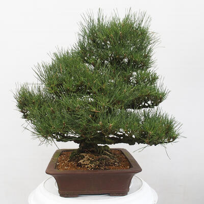 Vonkajšie bonsai - Pinus thunbergii - Borovica thunbergova - 2