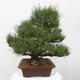 Vonkajšie bonsai - Pinus thunbergii - Borovica thunbergova - 2/5