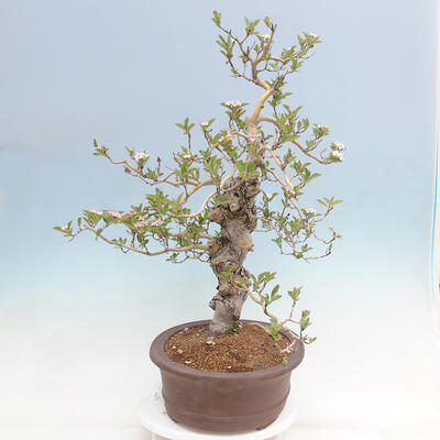 Vonkajší bonsai - Hloh klinovitý - Crataegus cuneata - 2