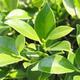 Izbová bonsai - Ficus retusa -  malolistý fíkus - 2/2