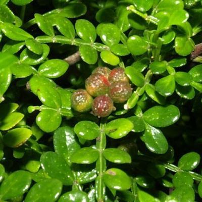 Izbová bonsai - Zantoxylum piperitum - Pepřovník - 2
