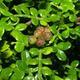 Pokojová bonsai - Zantoxylum piperitum - Pepřovník PB22077 - 2/4