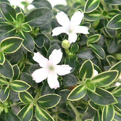 Izbová bonsai - Serissa foetida Variegata - Strom tisíc hviezd - 2