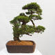 Vonkajší bonsai - Juniperus chinensis Itoigawa -Jalovec čínsky - 3/5