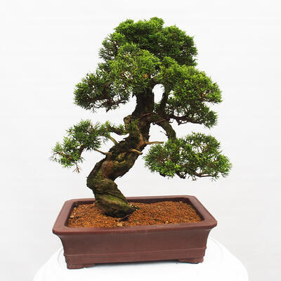 Vonkajší bonsai - Juniperus chinensis Itoigawa -Jalovec čínsky - 3