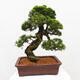 Vonkajší bonsai - Juniperus chinensis Itoigawa -Jalovec čínsky - 3/5