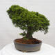 Vonkajší bonsai - Juniperus chinensis Itoigawa -Jalovec čínsky - 3/5