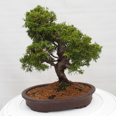 Vonkajší bonsai - Juniperus chinensis Itoigawa -Jalovec čínsky - 3