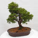 Vonkajší bonsai - Juniperus chinensis Itoigawa -Jalovec čínsky - 3/4