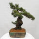 Vonkajšie bonsai - Pinus parviflora - Borovica drobnokvetá - 3/5