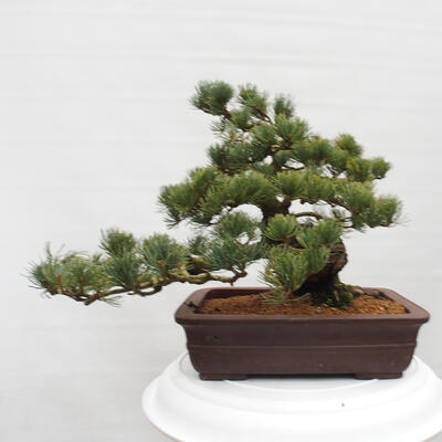 Vonkajšie bonsai - Pinus parviflora - Borovica drobnokvetá - 3