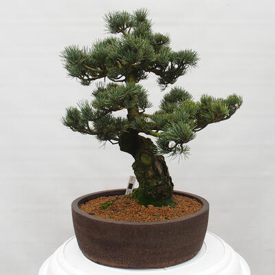 Vonkajšie bonsai - Pinus parviflora - Borovica drobnokvetá - 3