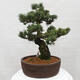 Vonkajšie bonsai - Pinus parviflora - Borovica drobnokvetá - 3/4