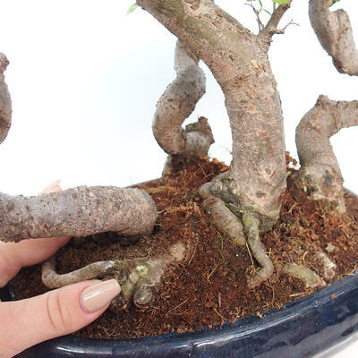 Izbová bonsai - Ulmus parvifolia - Malolistý brest - 3