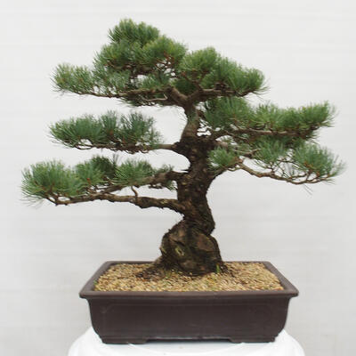 Vonkajšie bonsai - Pinus parviflora - Borovica drobnokvetá - 3