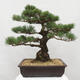 Vonkajšie bonsai - Pinus parviflora - Borovica drobnokvetá - 3/5