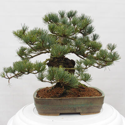 Vonkajšie bonsai - Pinus parviflora - Borovica drobnokvetá - 3