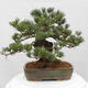 Vonkajšie bonsai - Pinus parviflora - Borovica drobnokvetá - 3/5