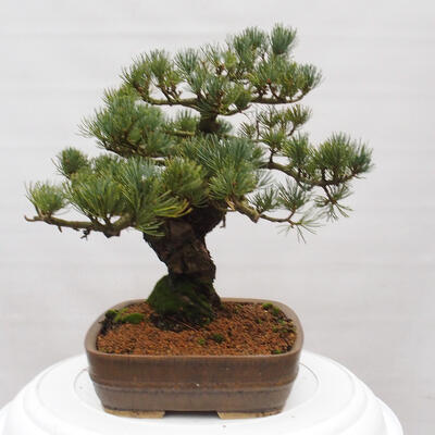 Vonkajšie bonsai - Pinus parviflora - Borovica drobnokvetá - 3