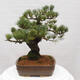 Vonkajšie bonsai - Pinus parviflora - Borovica drobnokvetá - 3/4