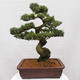 Vonkajšie bonsai - Pinus parviflora - Borovica drobnokvetá - 3/5