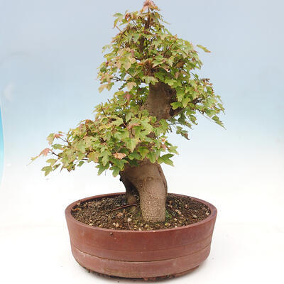 Vonkajšie bonsai - Javor Buergerianum - Javor Burgerův - 3