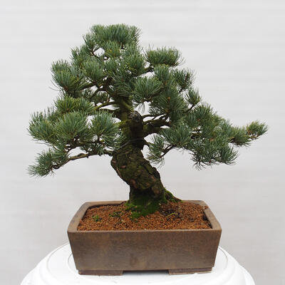 Vonkajšie bonsai - Pinus parviflora - Borovica drobnokvetá - 3