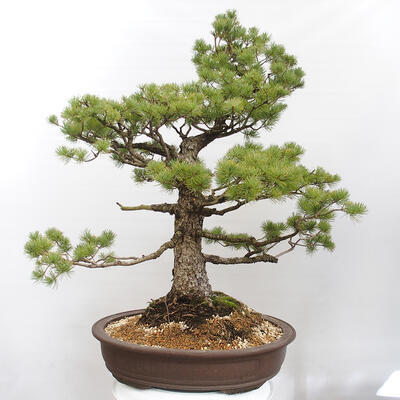 Vonkajšie bonsai - Pinus parviflora - Borovica drobnokvetá - 3