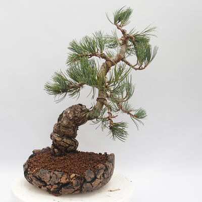 Vonkajšie bonsai - Pinus parviflora - borovica drobnokvetá - 3