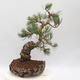 Vonkajšie bonsai - Pinus parviflora - borovica drobnokvetá - 3/4