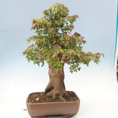 Vonkajšie bonsai - Javor Buergerianum - Javor Burgerův - 3