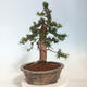 Vonkajší bonsai - Taxus cuspidata - Tis japonský - 3/6