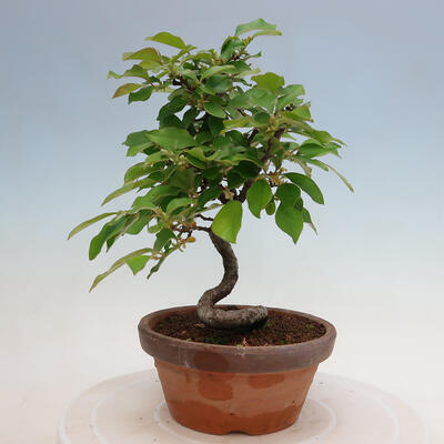 Vonkajšie bonsai - Pseudocydonia sinensis - Duloň čínska - 3