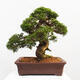 Vonkajší bonsai - Juniperus chinensis Itoigawa -Jalovec čínsky - 3/5