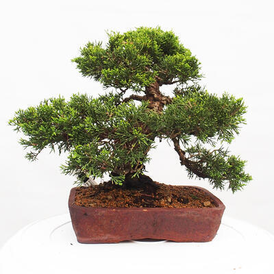 Vonkajší bonsai - Juniperus chinensis Itoigawa -Jalovec čínsky - 3