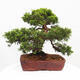 Vonkajší bonsai - Juniperus chinensis Itoigawa -Jalovec čínsky - 3/5